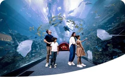 Dubai Aquarium & Underwater Zoo Ticket